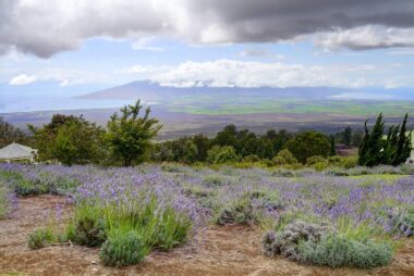 Photo of hilly terrain filled with lavender shrubs and trees, a reflection of homestead lands in Hawai'i