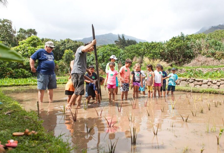 Photo of Pellegrino holding a long wooden stick as he stands in shallow waters with a line of children beside him, preparing to plant kalo as part of his farming education program.