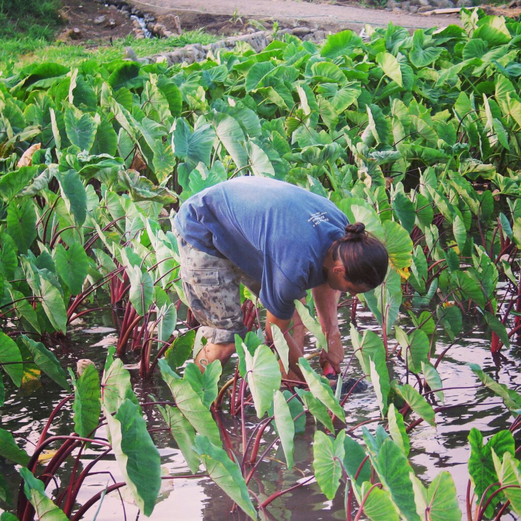 Photo of Pellegrino working among green water plants as part of his farming practice.
