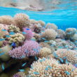 The Rose Atoll Marine National Monument in American Samoa, near the seabed listed for mining. Photo: U.S. Fish and Wildlife Service Pacific Region