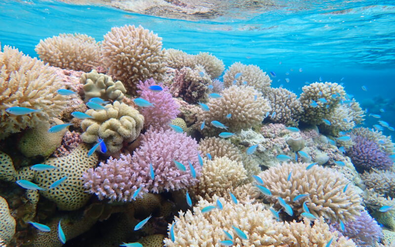 The Rose Atoll Marine National Monument in American Samoa, near the seabed listed for mining. Photo: U.S. Fish and Wildlife Service Pacific Region